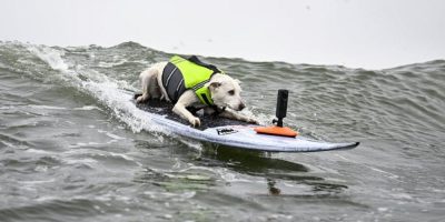 Sugar, The Surfing Dog, first canine inducted into the Surfer’s Hall of Fame, dies