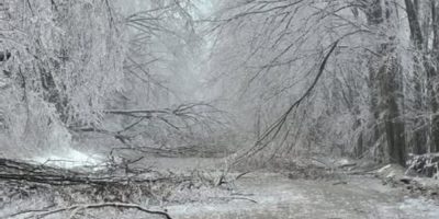 Ice storm damage with fallen trees and debris along Line 1 near Old Barrie Road in Oro-Medonte Township following the March 2025 storm.