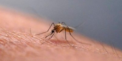 West Nile Virus risk remains high across Simcoe-Muskoka despite Fall weather
