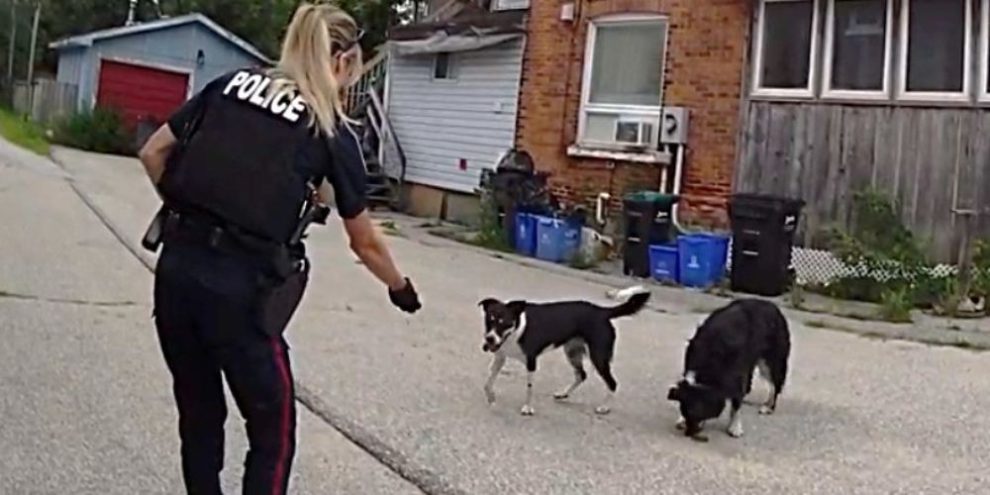 A Barrie Police officer uses dog treats to lure two aggressive dogs into a fenced area before Animal Control officers capture them.